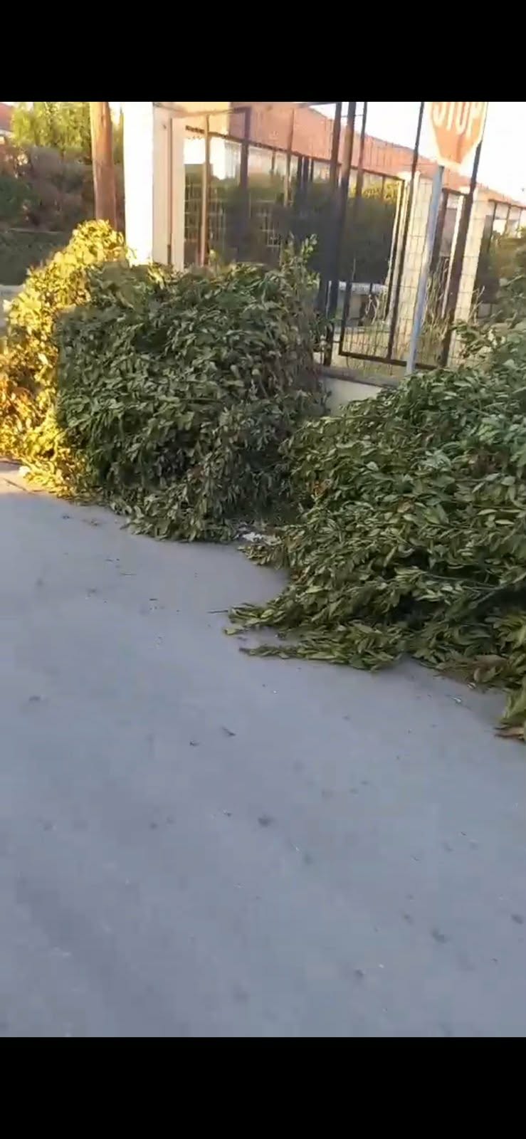 Αλμυρός: Νέα ανεξέλεγκτη απόρριψη κλαδιών και ογκωδών αντικειμένων
