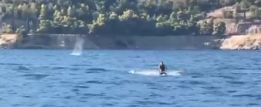 Εντυπωσιακό βίντεο: Τεράστια φάλαινα κοντά στην ακτή Πλάκες Βόλου
