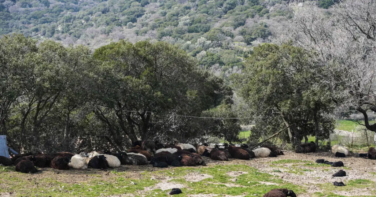 Λέσβος: Παράταση και αναστολή φορολογικών υποχρεώσεων για τους πληγέντες από τον αφθώδη πυρετό