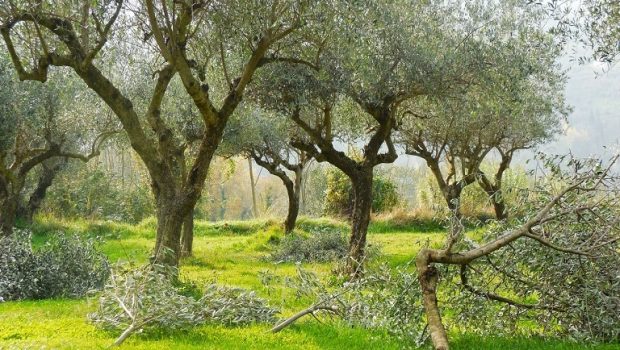 Δολωματικοί ψεκασμοί για την καταπολέμηση του δάκου της ελιάς σε ελαιοκομικές περιοχές της Μαγνησίας
