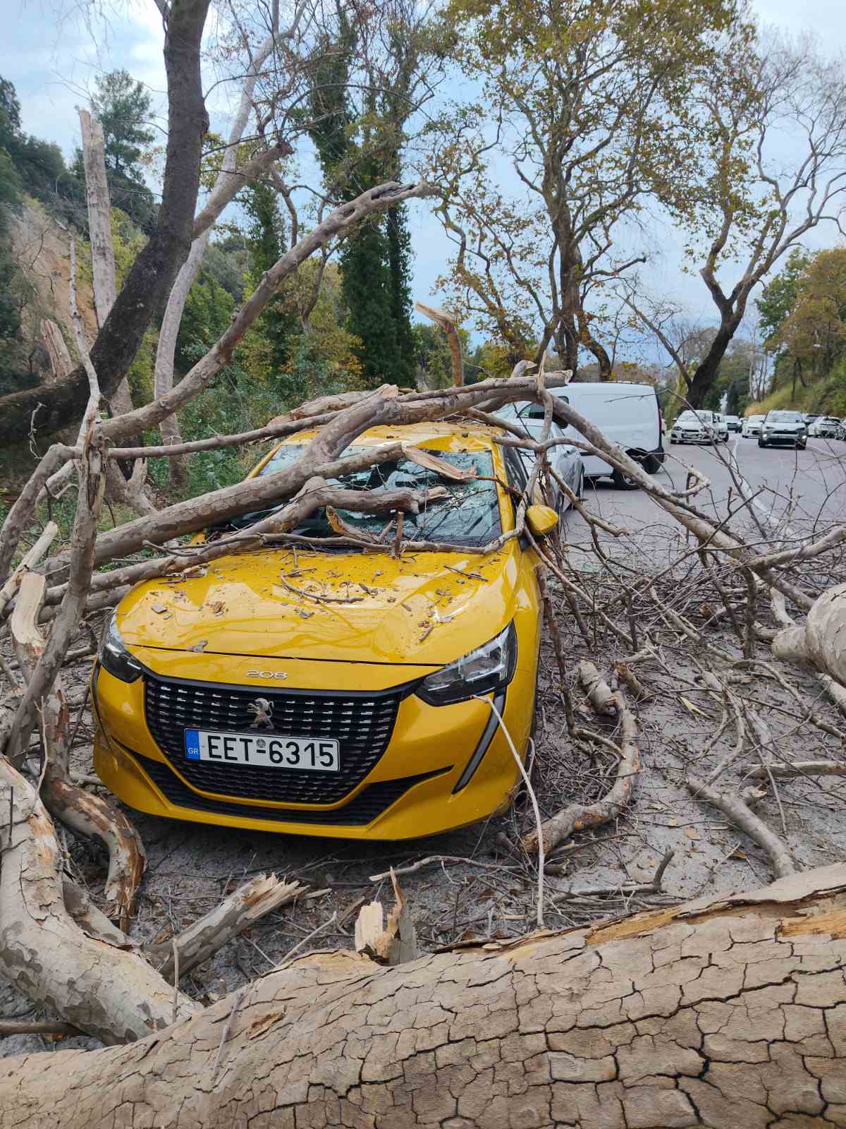 Πλάτανος έπεσε σε αυτοκίνητο σε πάρκινγκ του Βόλου προκαλώντας μεγάλες ζημιές
