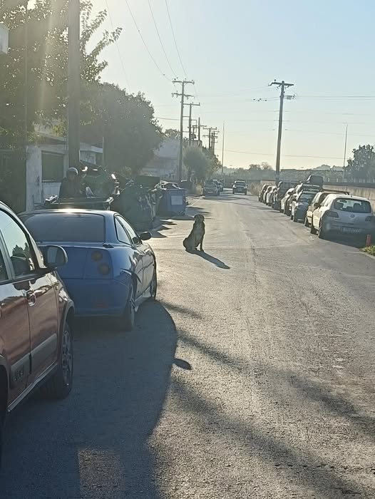 Επίθεση αδέσποτων σκύλων στον πρόεδρο της Ένωσης Συντακτών Θεσσαλίας στον Βόλο